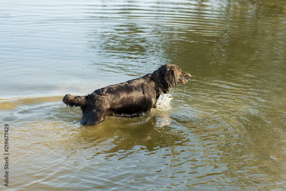 Hunting dog Spaniel Hunting dog Spaniel
