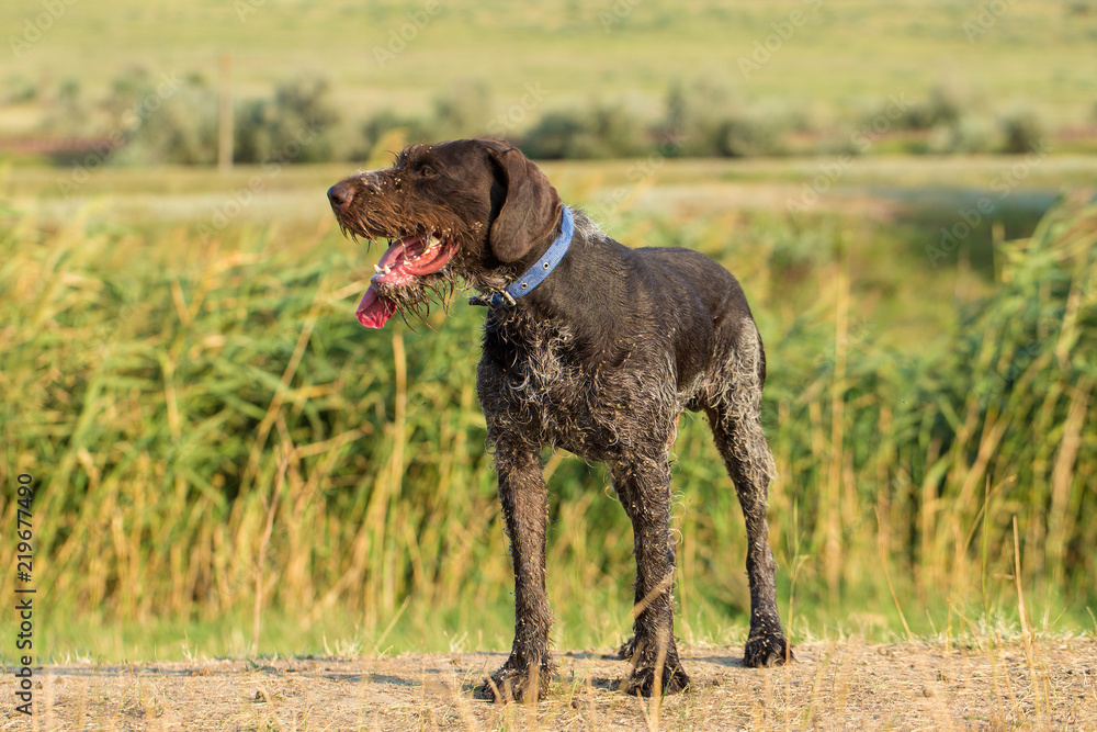 German hunting watchdog drathaar, beautiful dog portrait in summer German hunting watchdog drathaar, beautiful dog portrait in summer