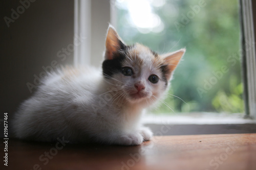 Young Calico Kitten on a Wooden Table in Front of a Window with Natural Light © holly