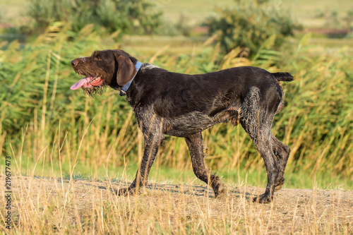 German hunting watchdog drathaar, beautiful dog portrait in summer © Mountains Hunter