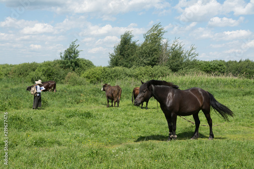 Two horses grazing in a meadow on a sunny summer day