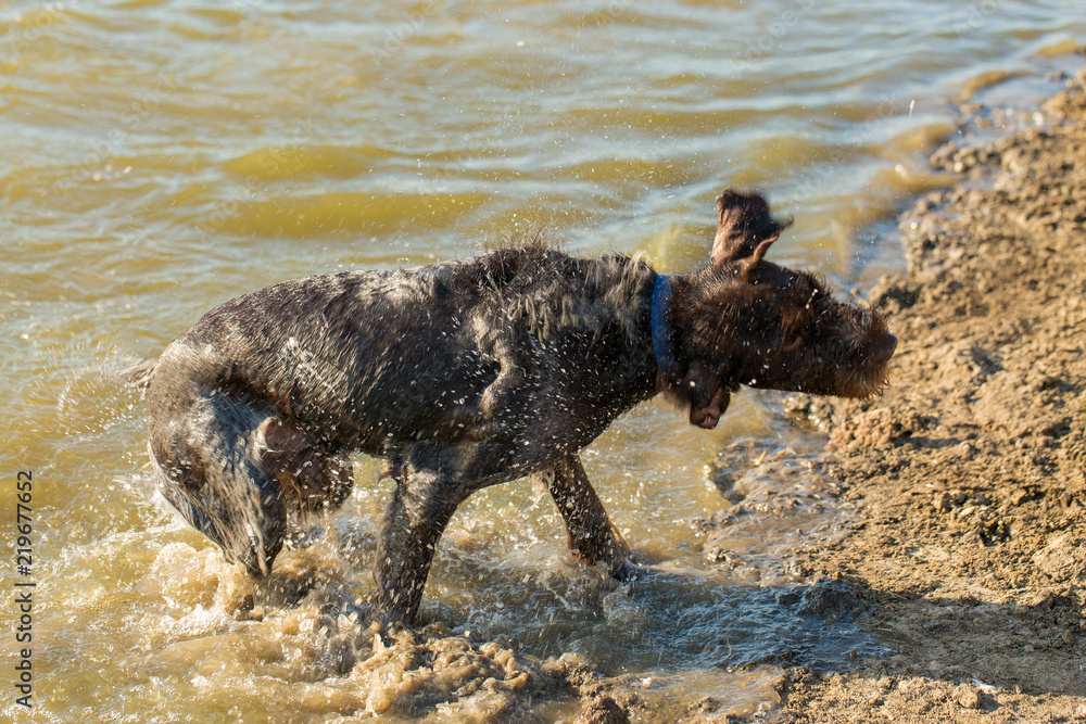 German hunting watchdog drathaar, A hunting dog walks on water