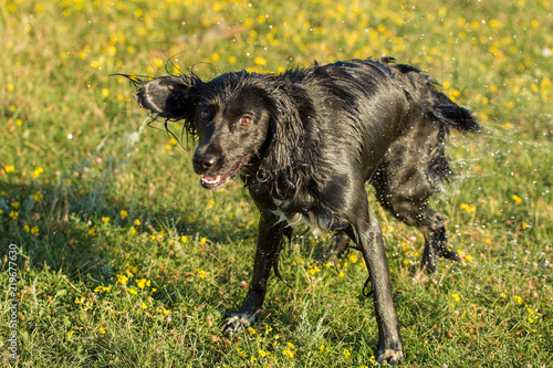 Hunting dog Spaniel