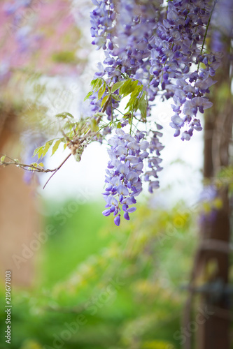Purple spring flowern in the garden photo