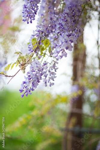 Purple spring flowern in the garden photo