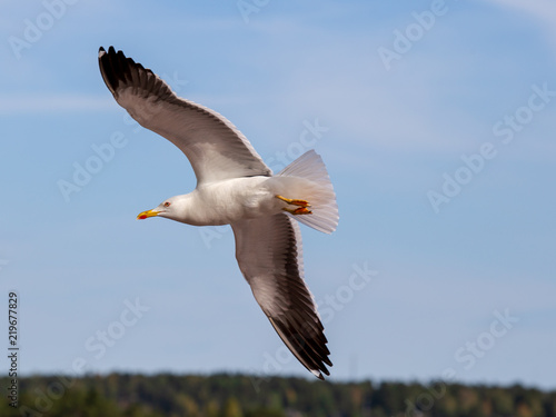 Flying bird