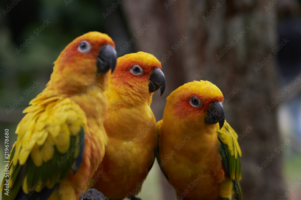 Fototapeta premium 3 Yellow Parrots 