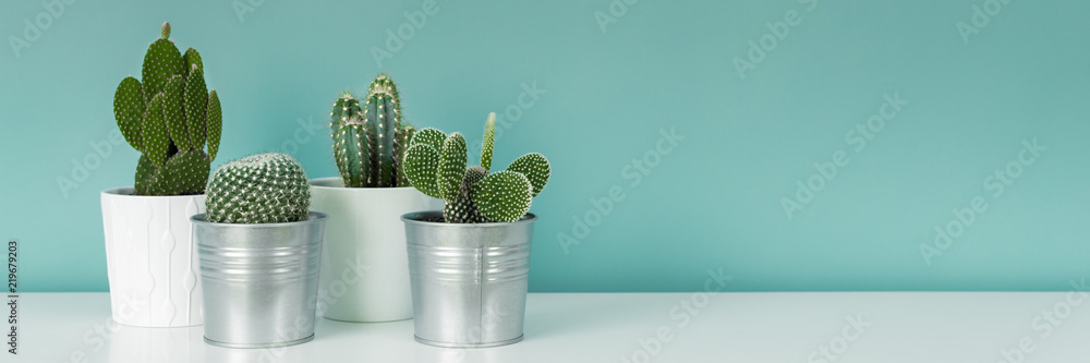 Modern room decoration. Collection of various potted cactus house plants on white shelf against pastel turquoise colored wall. Cactus plants banner. Modern room decoration. Collection of various potted cactus house plants on white shelf against pastel turquoise colored wall. Cactus plants banner.