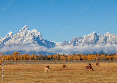 Foto Horses Grazing in a Scenic Teton Autumn Landscape