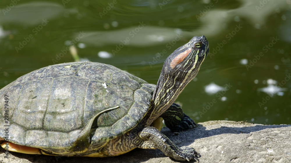 River turtle closeup