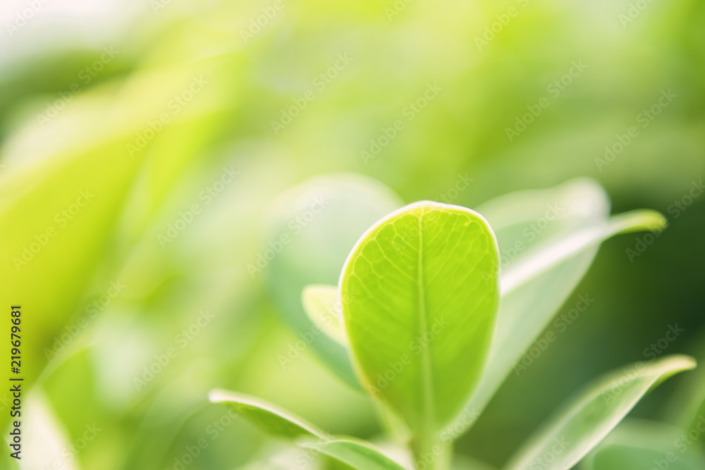 closeup green leaf on blur background with sunshine closeup green leaf on blur background with sunshine