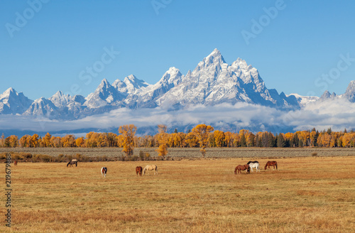 Horses Grazing in a Scenic Teton Autumn Landscape