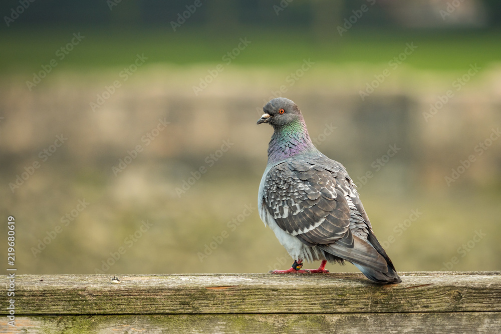 Obraz premium single pigeon standing on the wooden rail near the dock in the morning 