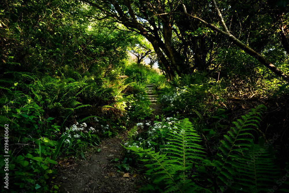 Obraz premium Forest Walk