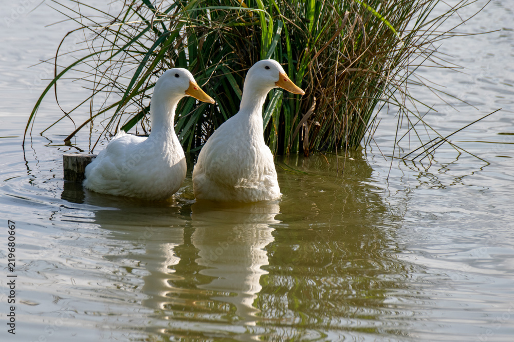 Two white pekin ducks (Anas platyrhynchos domesticus)