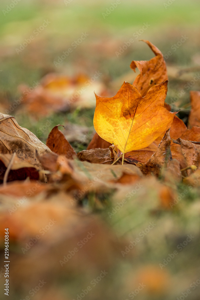 orange Autumn leaves on the ground with creamy background orange Autumn leaves on the ground with creamy background