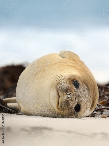 Foto Southern Elephant seal lying on a sandy beach