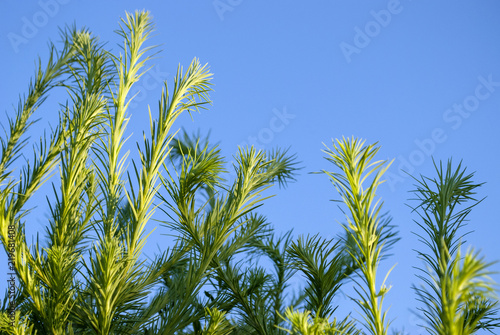 Tannenzweige im Wind unter blauem Himmel, Hintergrund Weihnachten, Textur 