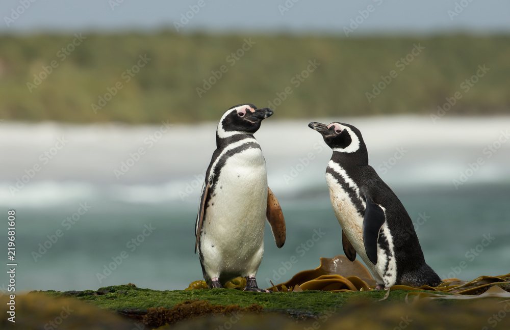 Naklejka premium Two Magellanic penguins standing on a shoreline