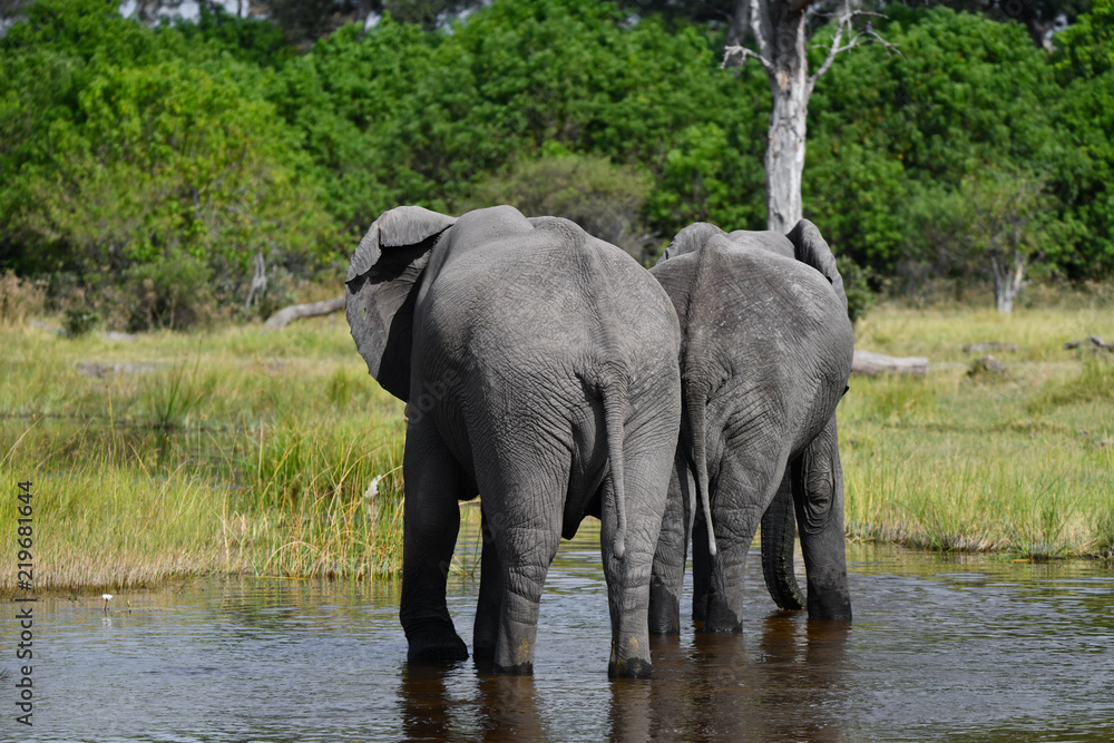 Fototapeta premium Elephant in Chobe National Park Botswana