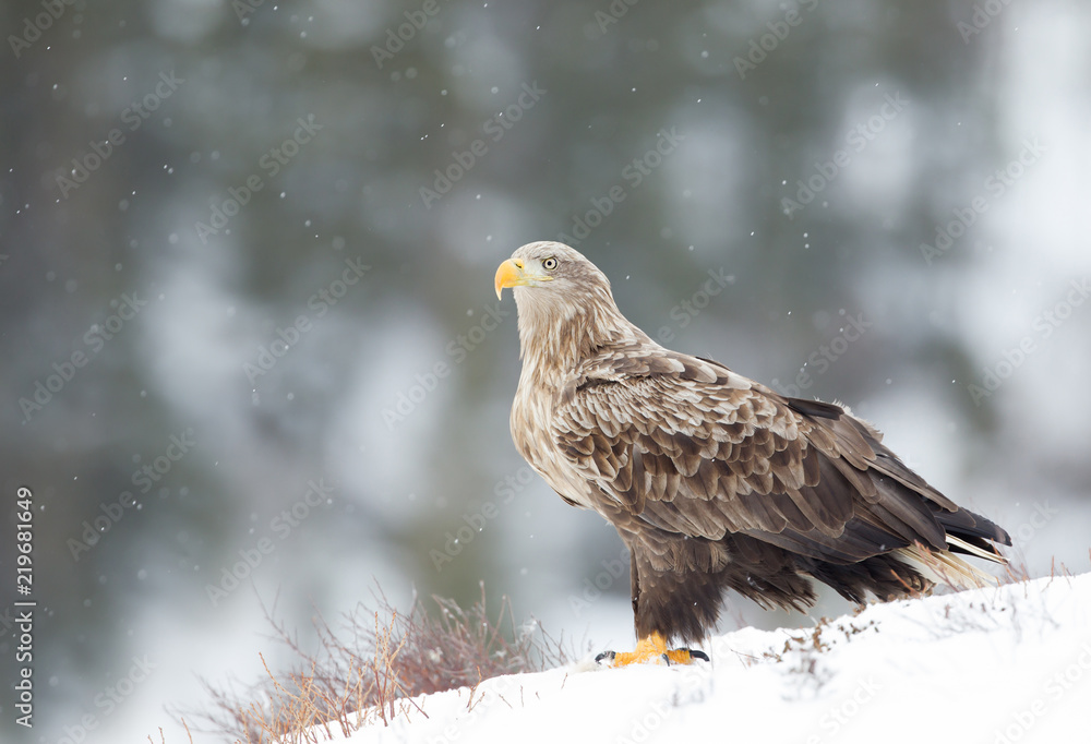 Close-up of a white-tailed eagle standing on snow