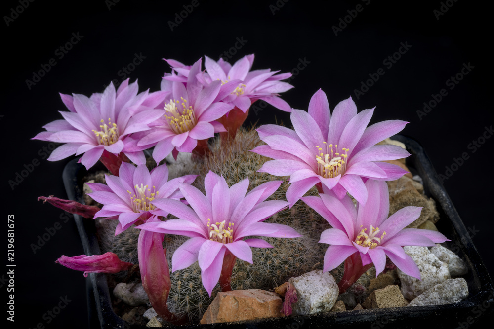 Cactus Rebutia narvaecensis  with flower isolated on Black.