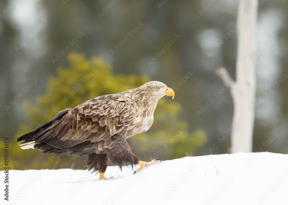 Close-up of a white-tailed eagle walking on snow Close-up of a white-tailed eagle walking on snow