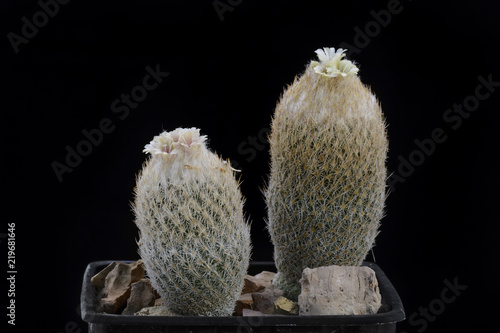 Cactus Epithelantha pachyrhiza with flower isolated on Black. photo