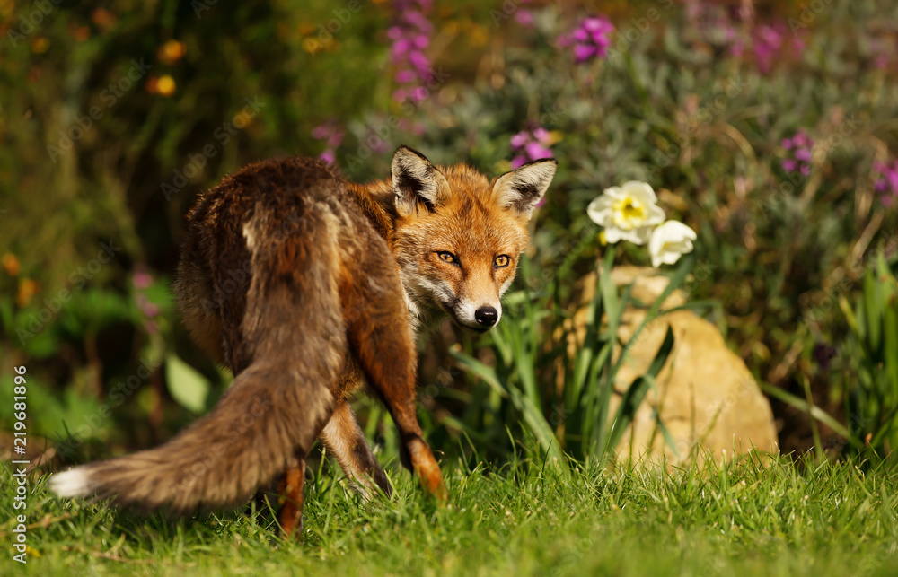 Obraz premium Red Fox standing in the garden with flowers