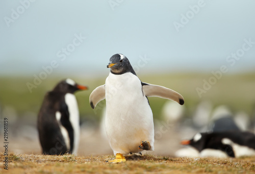 Gentoo penguin chick running on a coastal area