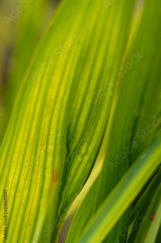 texture background of long green grasses under the sun