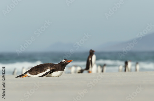 Gentoo penguin lying on a sandy beach © giedriius