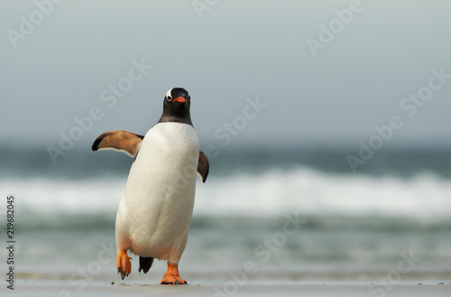 Gentoo penguin coming from sea on a sandy beach