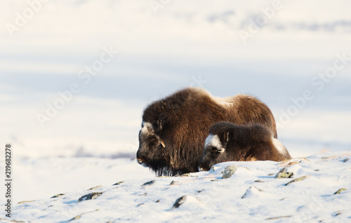 Musk Ox female with a calf standing in snow