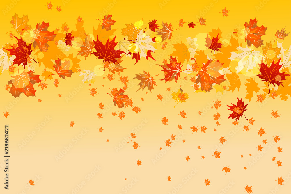 Yellow maple leaves Yellow maple leaves