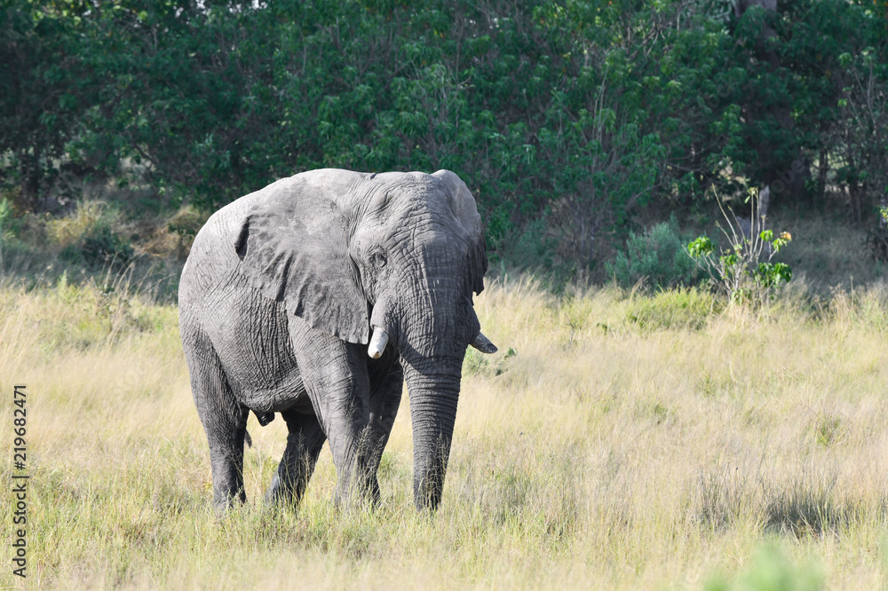 Fototapeta premium Elephant in Chobe National Park Botswana