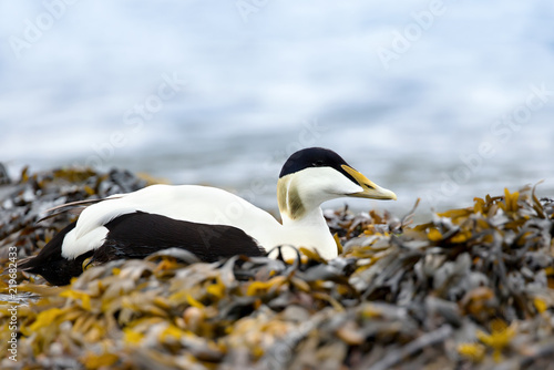 Close-up of a male common eider lying in the seaweed