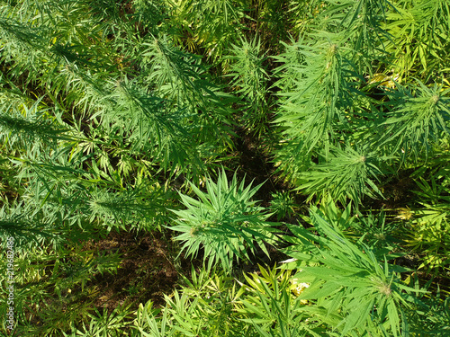 Aerial view on marijuana weed field.