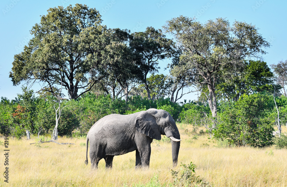 Elephant in Chobe National Park Botswana