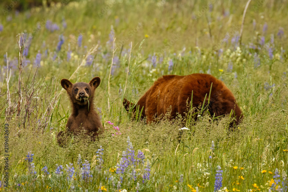 Funny looking bear cub in purple flowered meadow in Waterton Lakes NP Funny looking bear cub in purple flowered meadow in Waterton Lakes NP