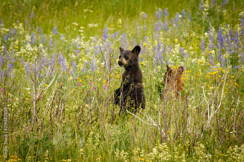 Two little grizzly cubs playing on blooming meadow, Waterton Lakes NP