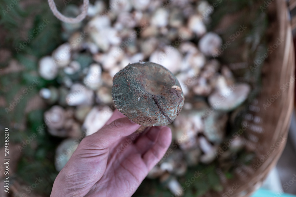 Obraz premium A variety of wild edible fungi with soil
