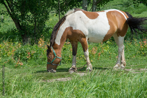 A horse is grazing in a meadow on a sunny summer day
