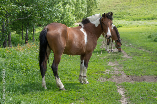 A horse is grazing in a meadow on a sunny summer day