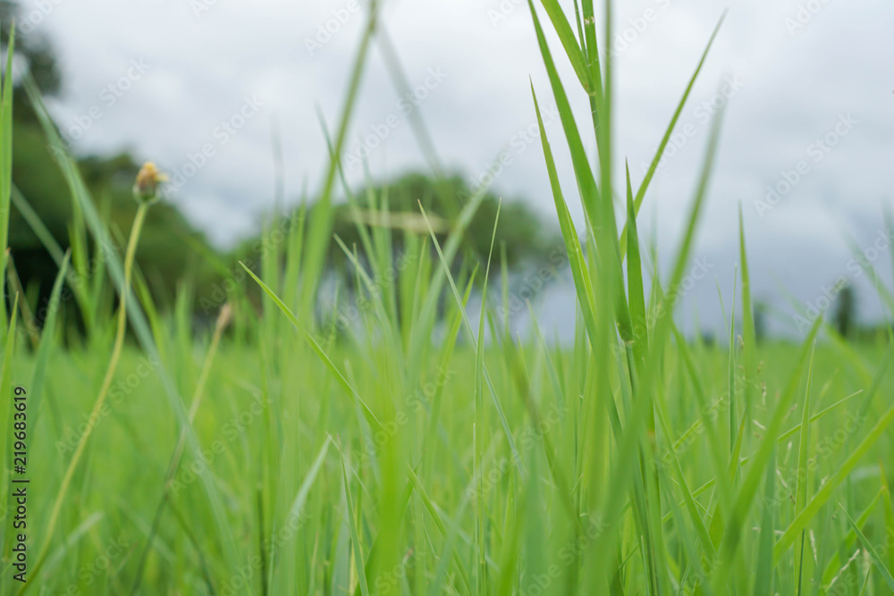 Obraz premium Green pasture pattern textuer background.