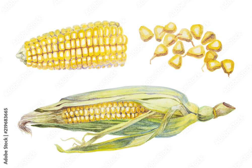 Watercolor corn and seeds of corn on white background - obrazy, fototapety, plakaty 