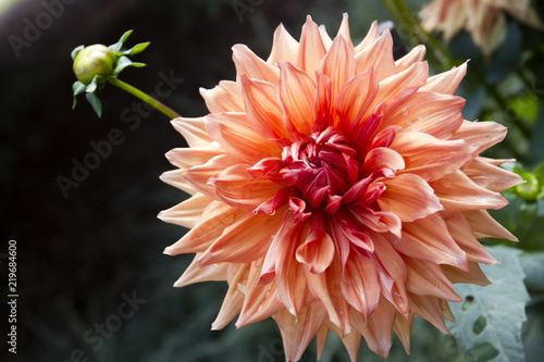 Fototapeta Naklejka Na Ścianę i Meble -  Dalia arancione