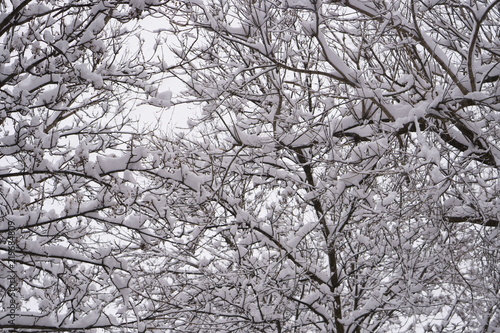 First snow has fallen on trees during the night. © Studio Specialty