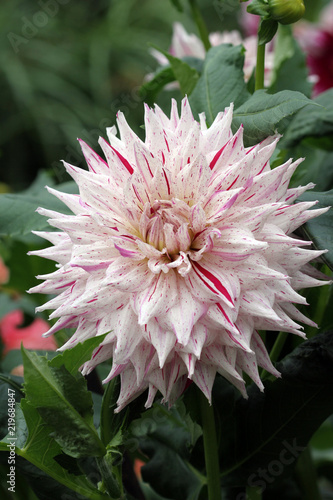 Fototapeta Naklejka Na Ścianę i Meble -  Dalia screziata