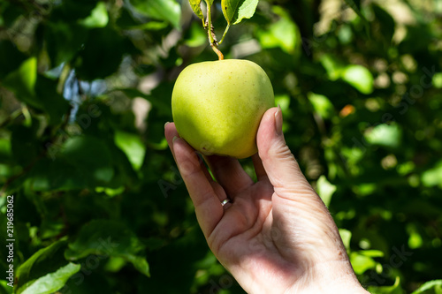 Äpfel an einem Apfelbaum kurz vor der Ernte mit Händen gepflückt